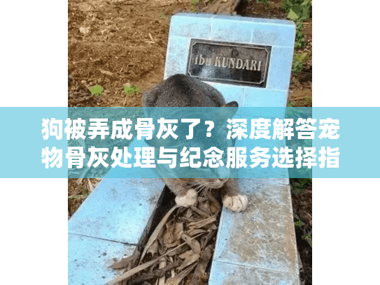 狗被弄成骨灰了？深度解答宠物骨灰处理与纪念服务选择指南