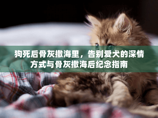 狗死后骨灰撒海里，告别爱犬的深情方式与骨灰撒海后纪念指南
