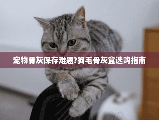 宠物骨灰保存难题?狗毛骨灰盒选购指南