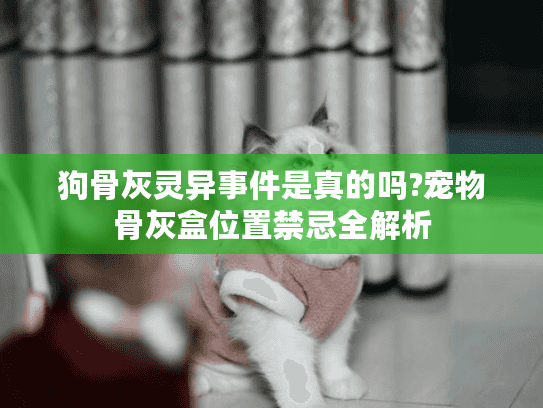 狗骨灰灵异事件是真的吗?宠物骨灰盒位置禁忌全解析