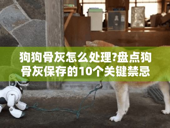 狗狗骨灰怎么处理?盘点狗骨灰保存的10个关键禁忌
