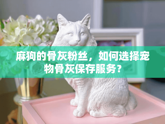 麻狗的骨灰粉丝，如何选择宠物骨灰保存服务？