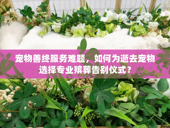 宠物善终服务难题，如何为逝去宠物选择专业殡葬告别仪式？
