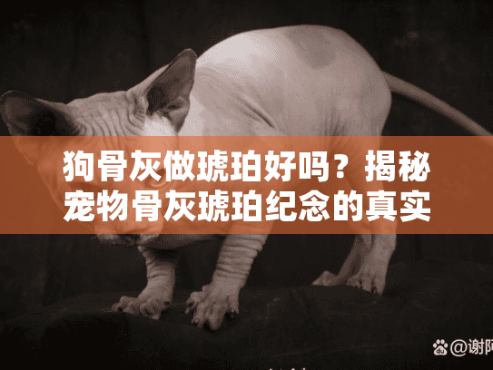 狗骨灰做琥珀好吗？揭秘宠物骨灰琥珀纪念的真实价值