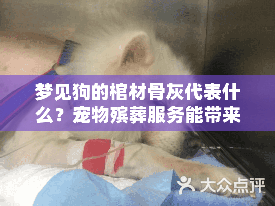 梦见狗的棺材骨灰代表什么？宠物殡葬服务能带来心灵慰藉吗？