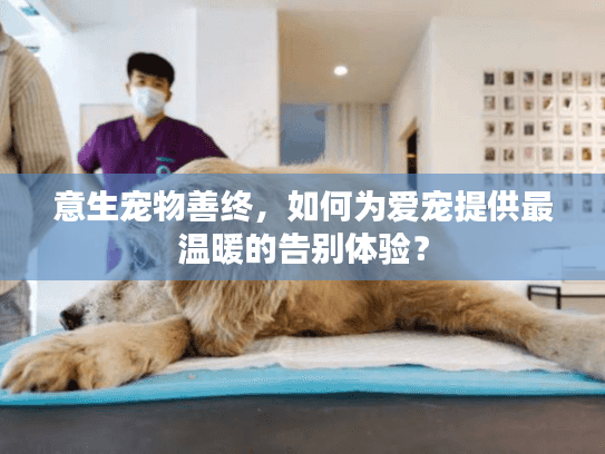 意生宠物善终，如何为爱宠提供最温暖的告别体验？