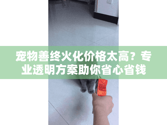 宠物善终火化价格太高？专业透明方案助你省心省钱