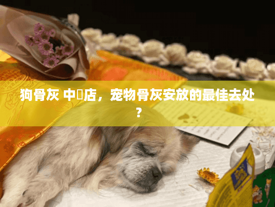 狗骨灰 中藥店，宠物骨灰安放的最佳去处？