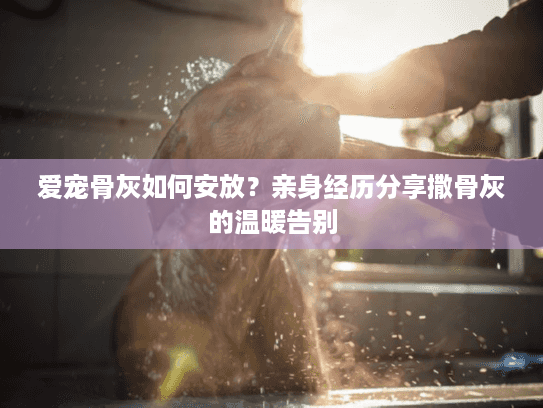 爱宠骨灰如何安放？亲身经历分享撒骨灰的温暖告别