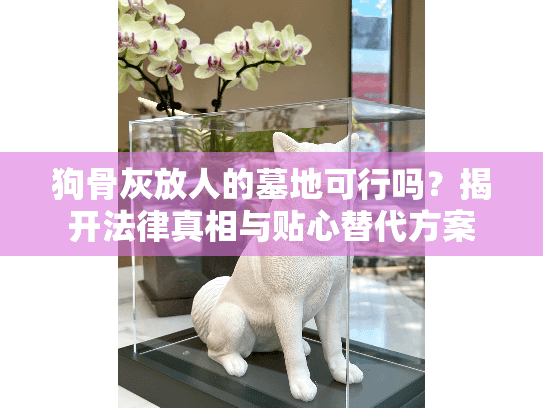 狗骨灰放人的墓地可行吗？揭开法律真相与贴心替代方案