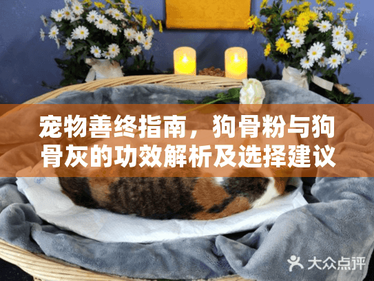 宠物善终指南，狗骨粉与狗骨灰的功效解析及选择建议