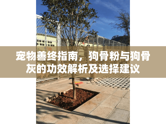 宠物善终指南，狗骨粉与狗骨灰的功效解析及选择建议