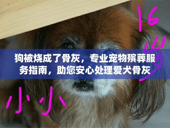 狗被烧成了骨灰，专业宠物殡葬服务指南，助您安心处理爱犬骨灰