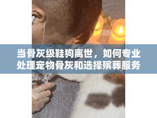 当骨灰级鞋狗离世，如何专业处理宠物骨灰和选择殡葬服务