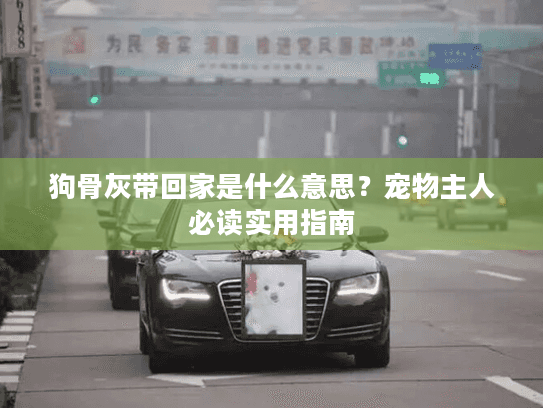 狗骨灰带回家是什么意思？宠物主人必读实用指南