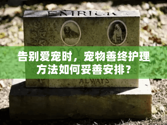 告别爱宠时，宠物善终护理方法如何妥善安排？