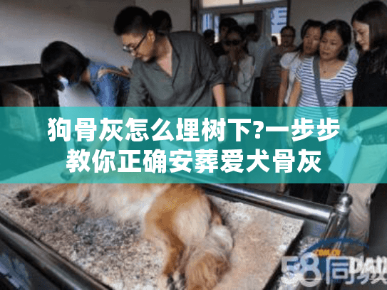 狗骨灰怎么埋树下?一步步教你正确安葬爱犬骨灰