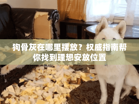 狗骨灰在哪里摆放？权威指南帮你找到理想安放位置