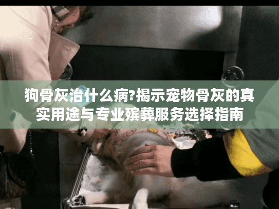 狗骨灰治什么病?揭示宠物骨灰的真实用途与专业殡葬服务选择指南