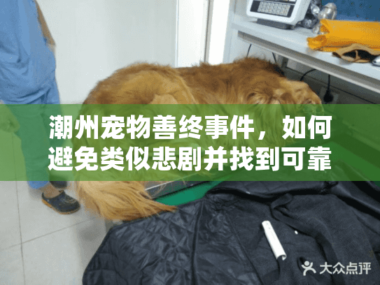 潮州宠物善终事件，如何避免类似悲剧并找到可靠宠物殡葬服务？