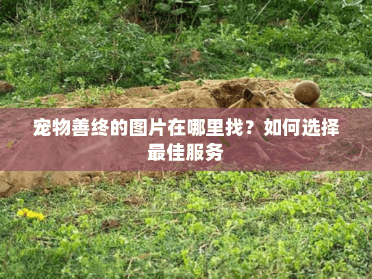 宠物善终的图片在哪里找？如何选择最佳服务