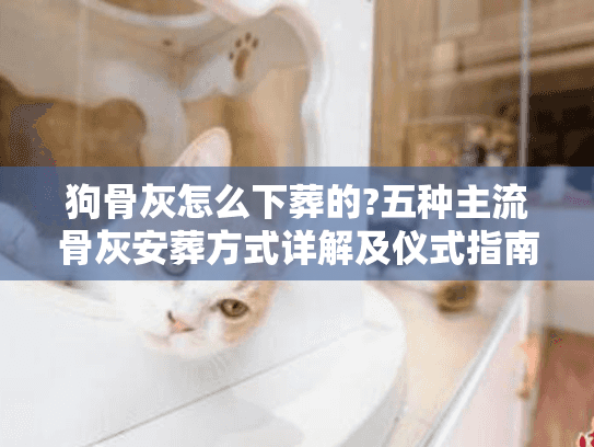 狗骨灰怎么下葬的?五种主流骨灰安葬方式详解及仪式指南