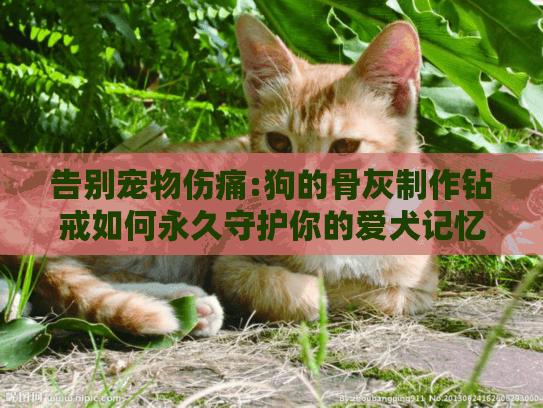 告别宠物伤痛:狗的骨灰制作钻戒如何永久守护你的爱犬记忆?
