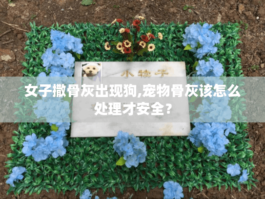 女子撒骨灰出现狗,宠物骨灰该怎么处理才安全？