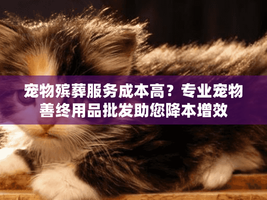 宠物殡葬服务成本高？专业宠物善终用品批发助您降本增效