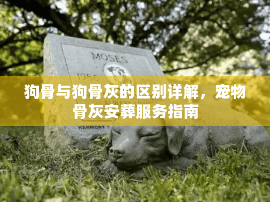 狗骨与狗骨灰的区别详解，宠物骨灰安葬服务指南