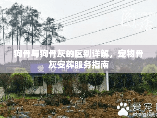 狗骨与狗骨灰的区别详解，宠物骨灰安葬服务指南