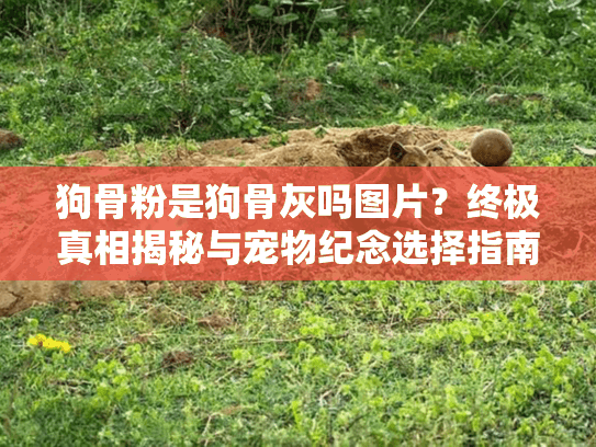 狗骨粉是狗骨灰吗图片？终极真相揭秘与宠物纪念选择指南