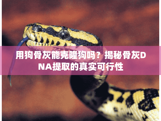 用狗骨灰能克隆狗吗？揭秘骨灰DNA提取的真实可行性