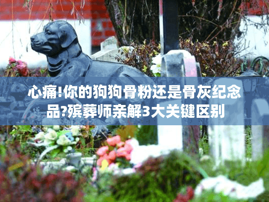 心痛!你的狗狗骨粉还是骨灰纪念品?殡葬师亲解3大关键区别