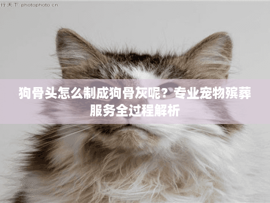 狗骨头怎么制成狗骨灰呢？专业宠物殡葬服务全过程解析