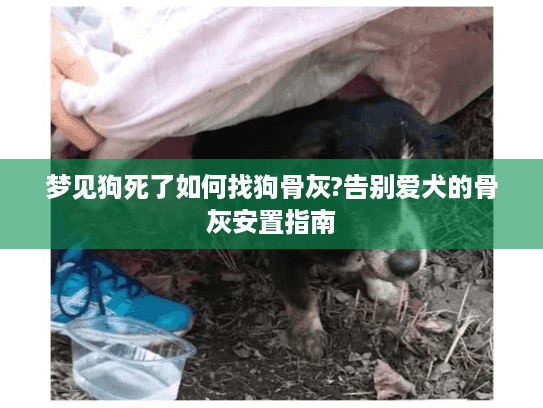 梦见狗死了如何找狗骨灰?告别爱犬的骨灰安置指南