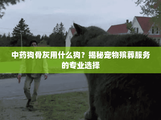 中药狗骨灰用什么狗？揭秘宠物殡葬服务的专业选择