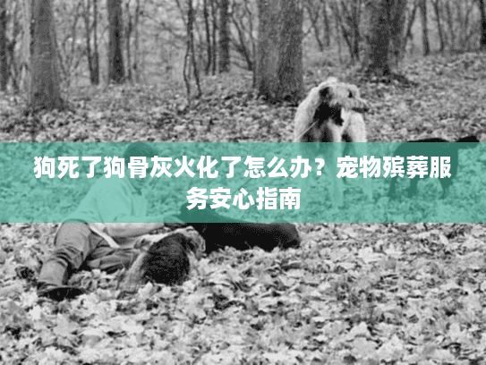 狗死了狗骨灰火化了怎么办？宠物殡葬服务安心指南