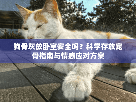 狗骨灰放卧室安全吗？科学存放宠骨指南与情感应对方案