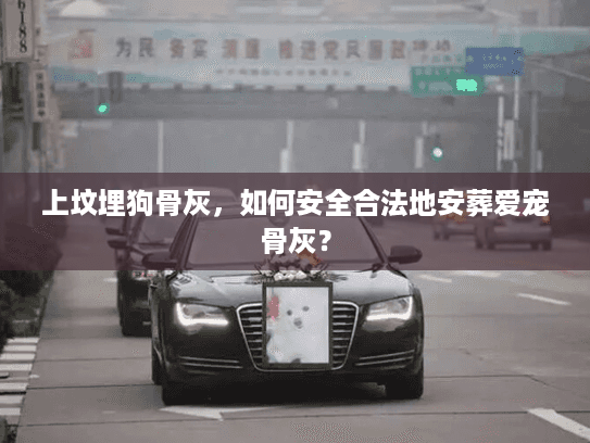 上坟埋狗骨灰，如何安全合法地安葬爱宠骨灰？