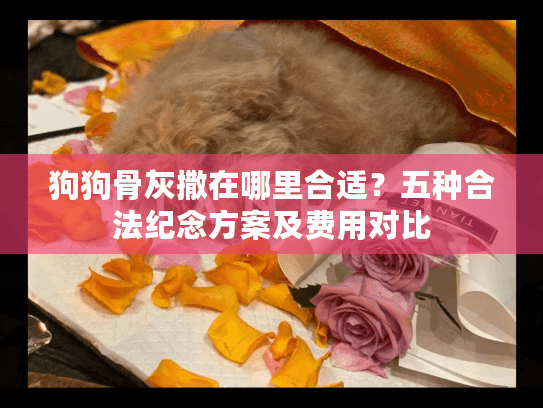 狗狗骨灰撒在哪里合适？五种合法纪念方案及费用对比