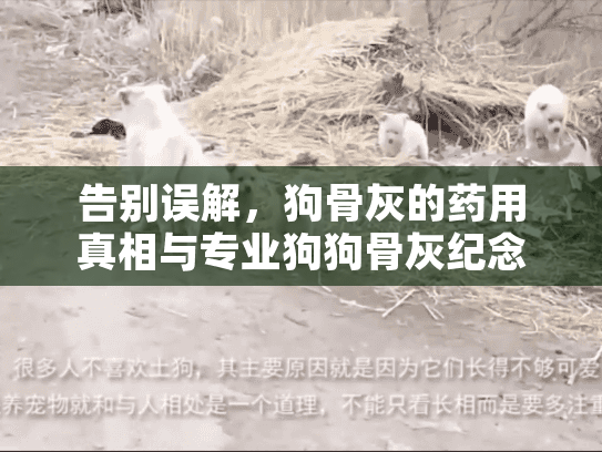 告别误解，狗骨灰的药用真相与专业狗狗骨灰纪念方式
