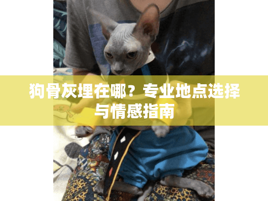 狗骨灰埋在哪？专业地点选择与情感指南