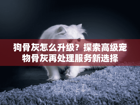 狗骨灰怎么升级？探索高级宠物骨灰再处理服务新选择