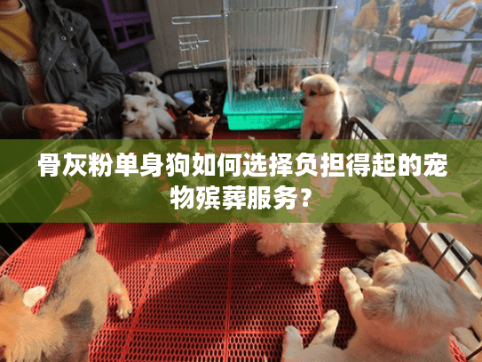 骨灰粉单身狗如何选择负担得起的宠物殡葬服务？