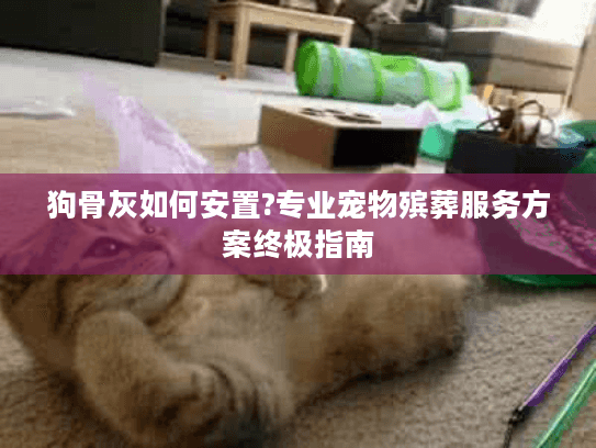 狗骨灰如何安置?专业宠物殡葬服务方案终极指南