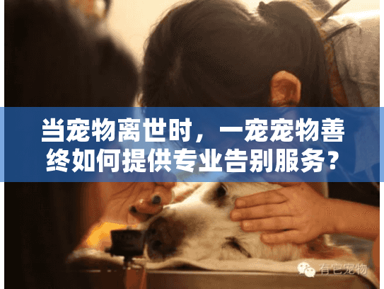 当宠物离世时，一宠宠物善终如何提供专业告别服务？