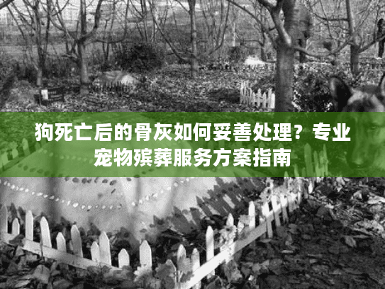 狗死亡后的骨灰如何妥善处理？专业宠物殡葬服务方案指南