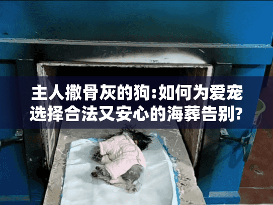 主人撒骨灰的狗:如何为爱宠选择合法又安心的海葬告别?