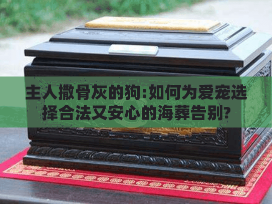 主人撒骨灰的狗:如何为爱宠选择合法又安心的海葬告别?